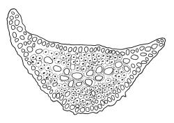 Dicranoloma menziesii, cross-section of laminal cells and costa from upper leaf base. Drawn from A.J. Fife 6080, CHR 103447.
 Image: R.C. Wagstaff © Landcare Research 2018 